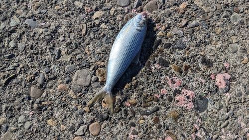 コノシロの釣果