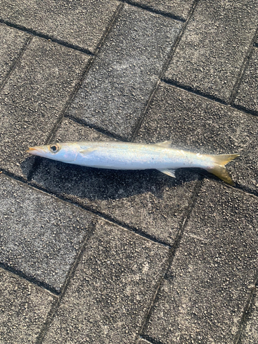 カマスの釣果