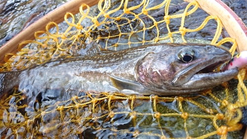 イワナの釣果