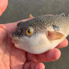 クサフグの釣果