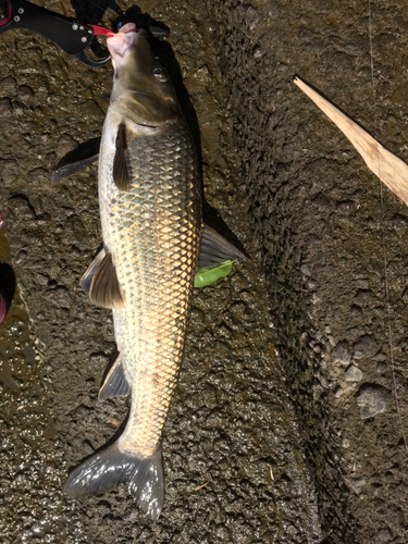 ニゴイの釣果