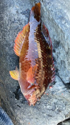 アカササノハベラの釣果