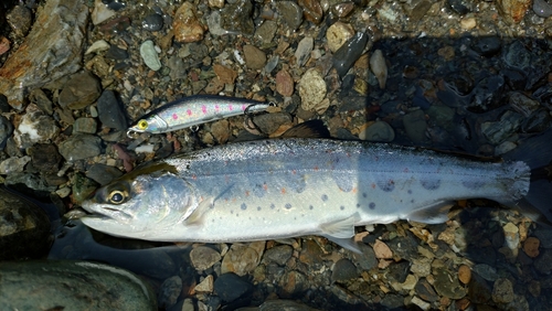 アマゴの釣果