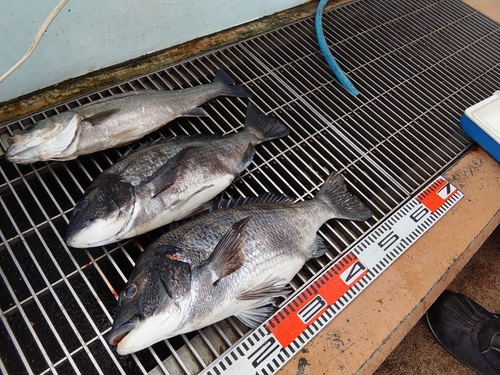 クロダイの釣果