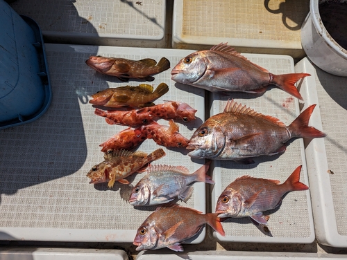 タイの釣果