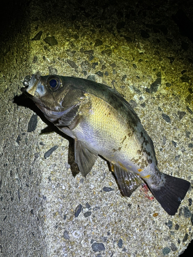 メバルの釣果