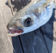 ボラの釣果