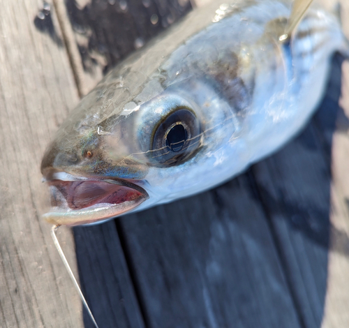 ボラの釣果