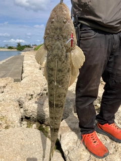 コチの釣果