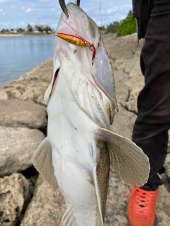 コチの釣果