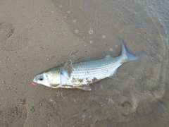 ボラの釣果