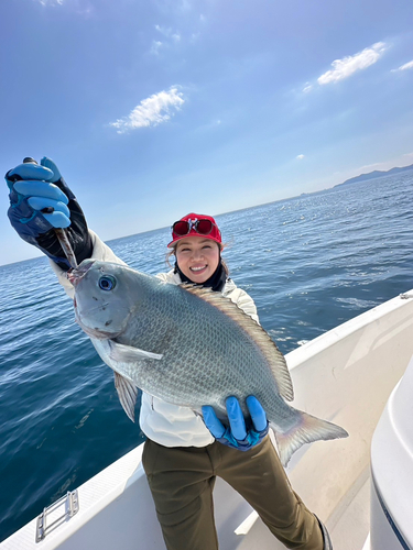 グレの釣果