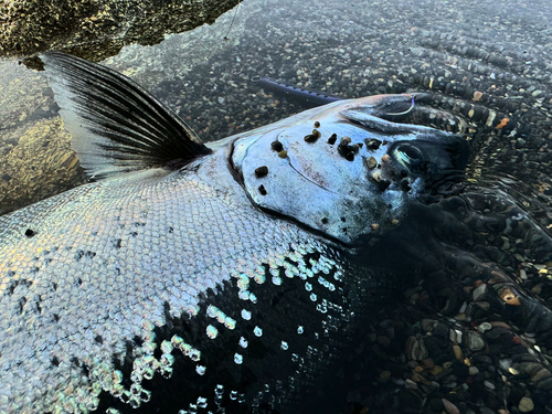 サクラマスの釣果