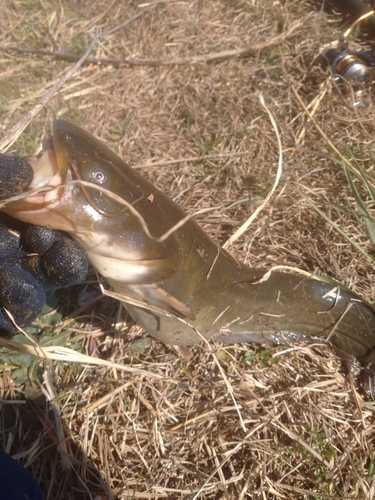 ナマズの釣果