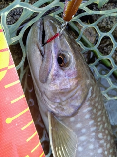 アメマスの釣果