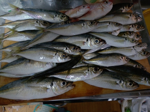 アジの釣果