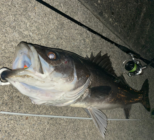 シーバスの釣果