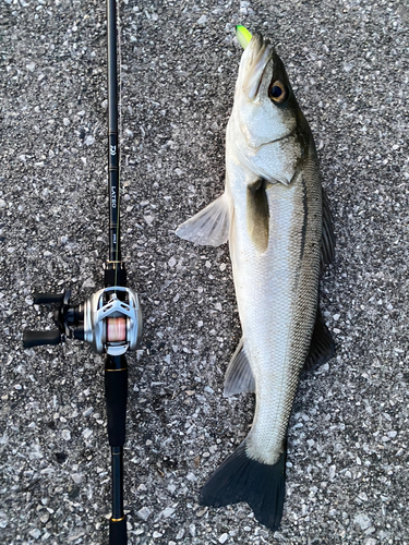 シーバスの釣果