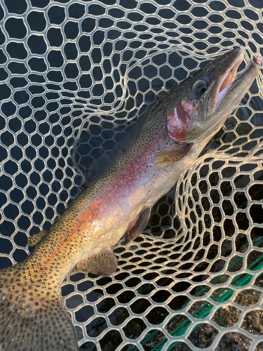 ニジマスの釣果