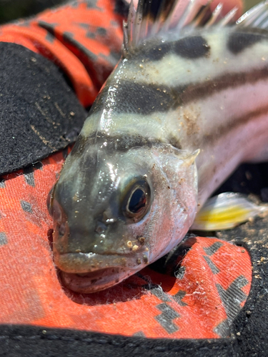 コトヒキの釣果