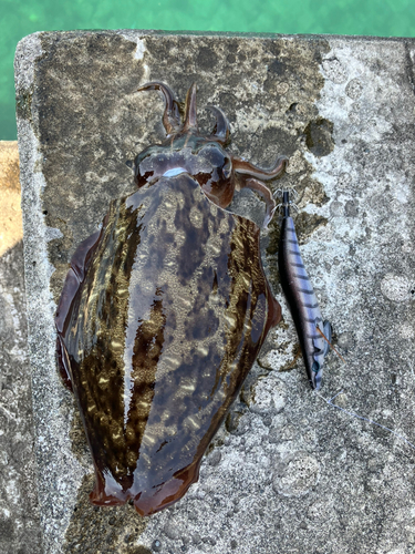 コウイカの釣果