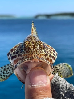 カンモンハタの釣果