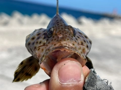 シロブチハタの釣果