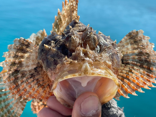 イヌカサゴの釣果