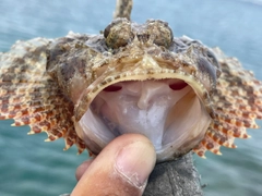 イヌカサゴの釣果