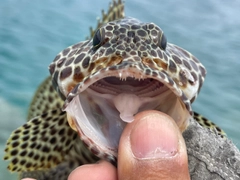 カンモンハタの釣果