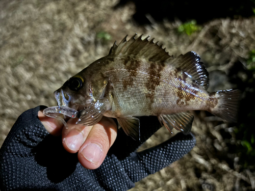 クロメバルの釣果