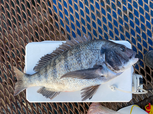 クロダイの釣果