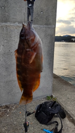 アカササノハベラの釣果