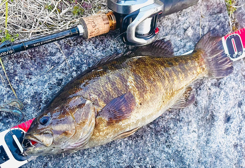 スモールマウスバスの釣果