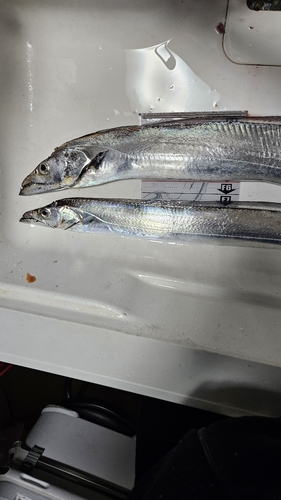 タチウオの釣果