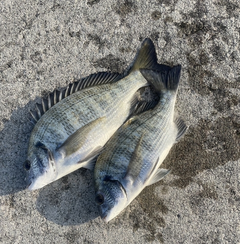 ミナミクロダイの釣果