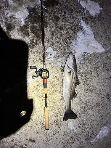 シーバスの釣果