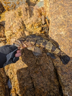 タケノコメバルの釣果