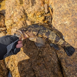 タナセイの釣果