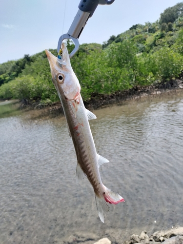 オニカマスの釣果