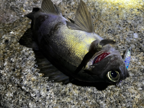 シロメバルの釣果