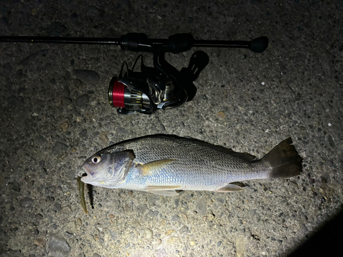 イシモチの釣果