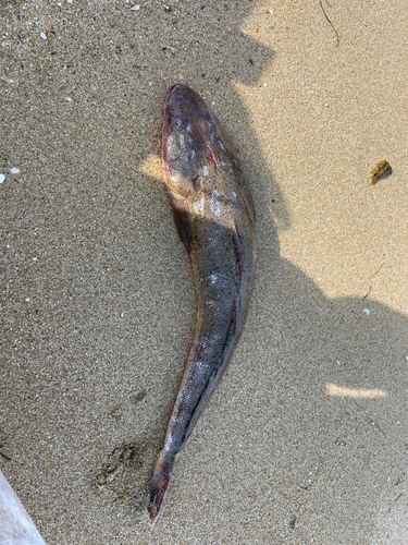 コチの釣果