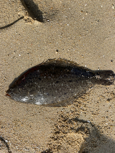 ヒラメの釣果