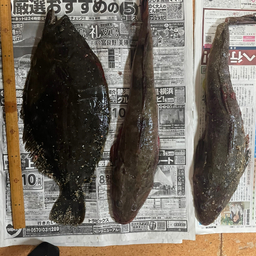 てりー1511※週5から6釣りの釣果