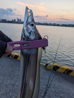 タチウオの釣果