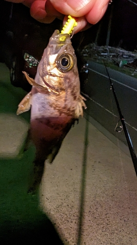 シロメバルの釣果