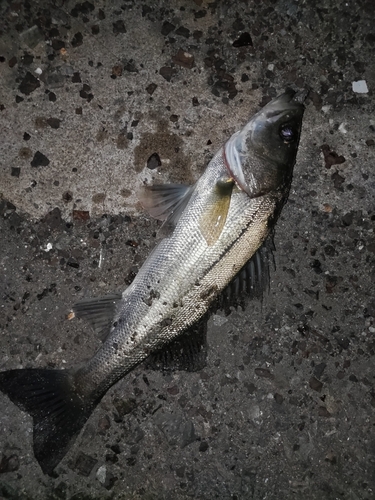 セイゴ（マルスズキ）の釣果