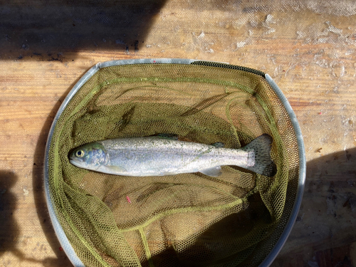 ニジマスの釣果