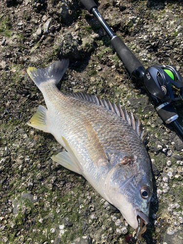 キビレの釣果